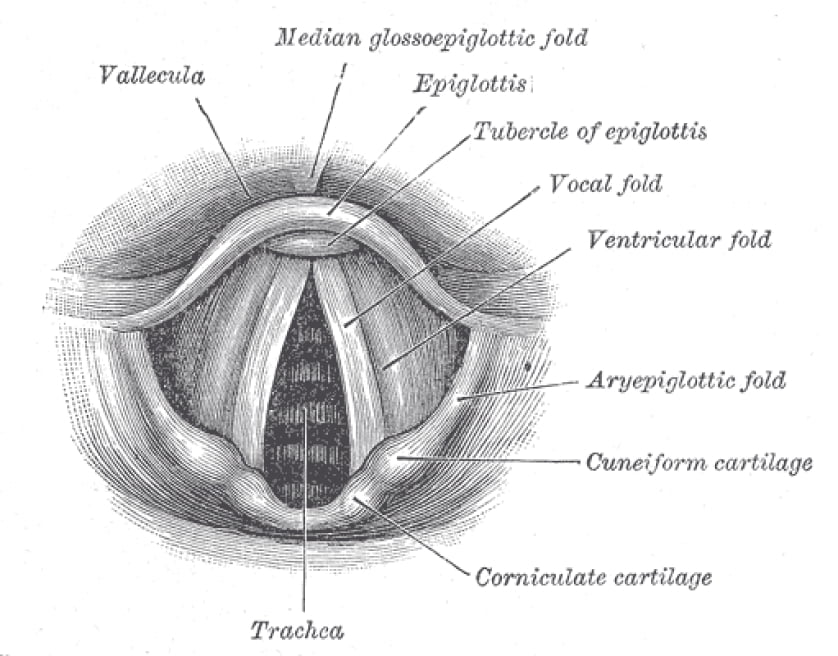 old-fashioned drawing of the vocal folds, from above