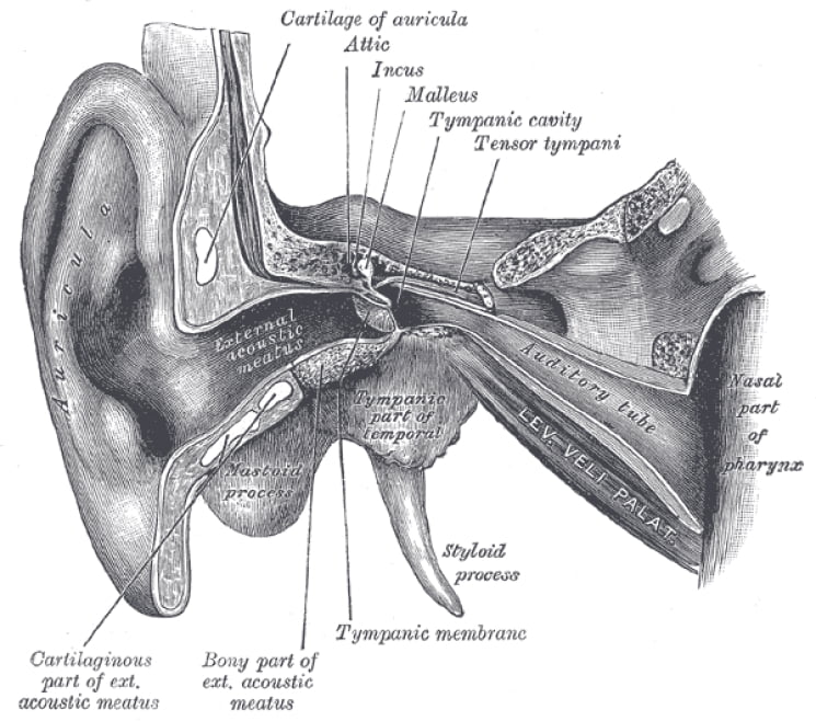 old-fashioned drawing of the ear, including the auditory tube and the nasal part of the pharynx