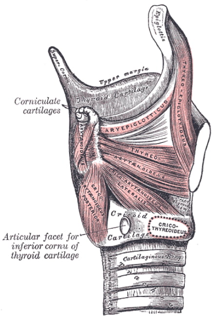 old-fashioned drawing of the larynx, showing the various cartilages