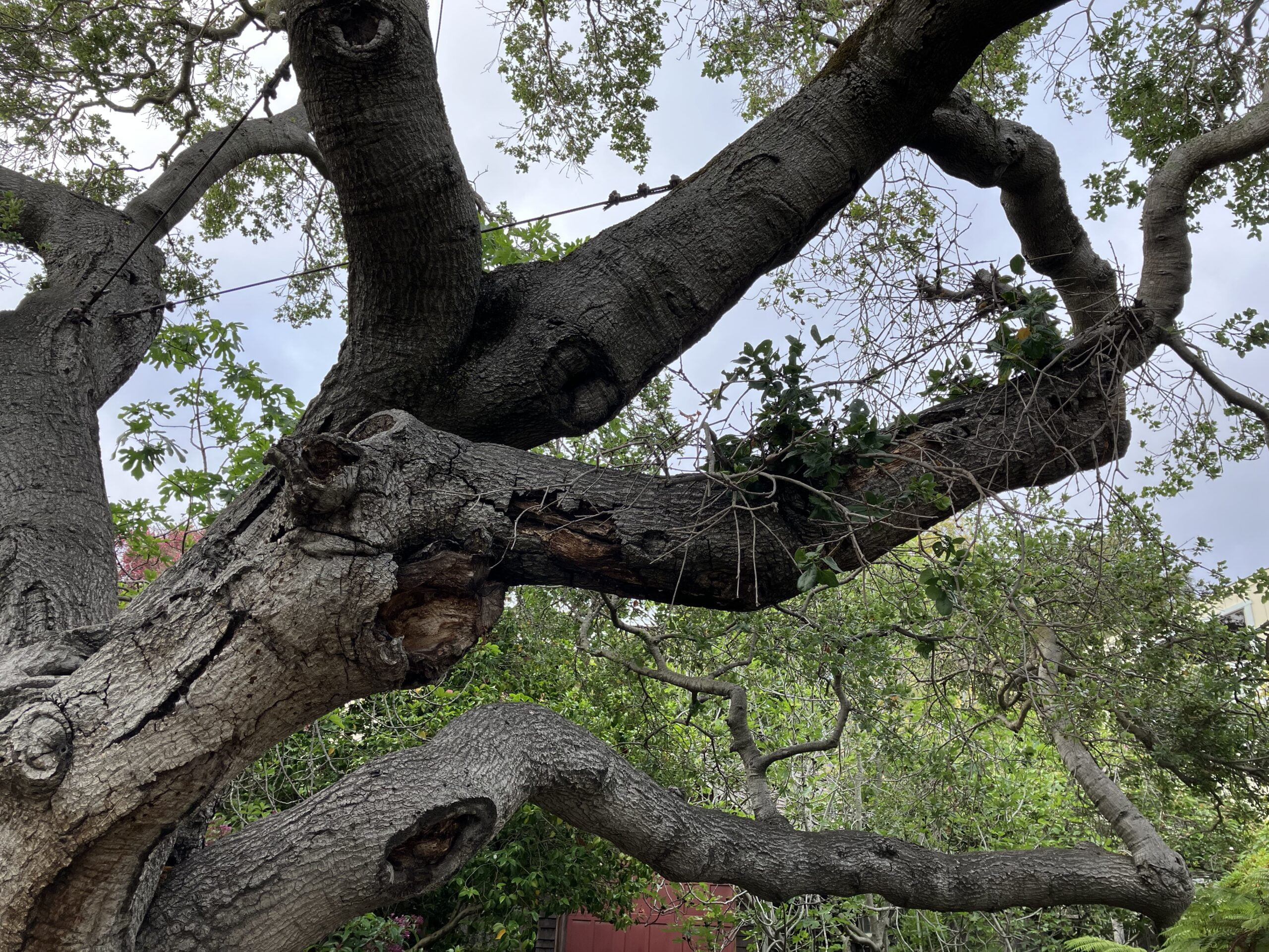 a very old tree