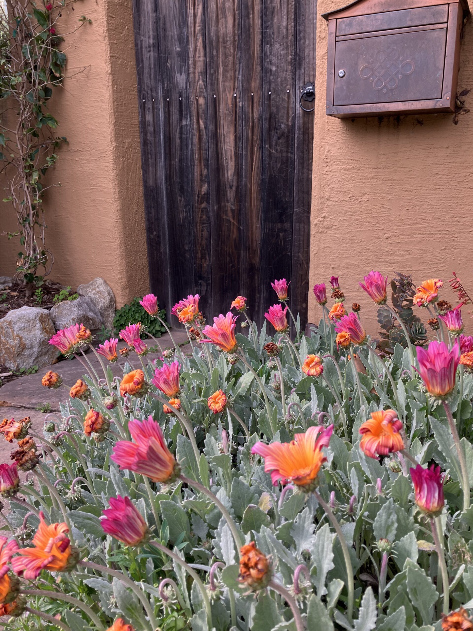 multi-colored flowers against adobe fence