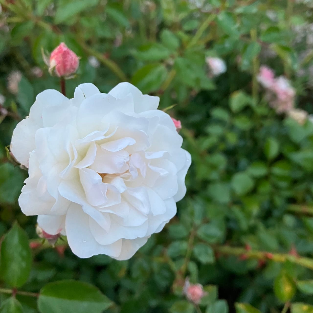 single blooming wild rose on a rose bush