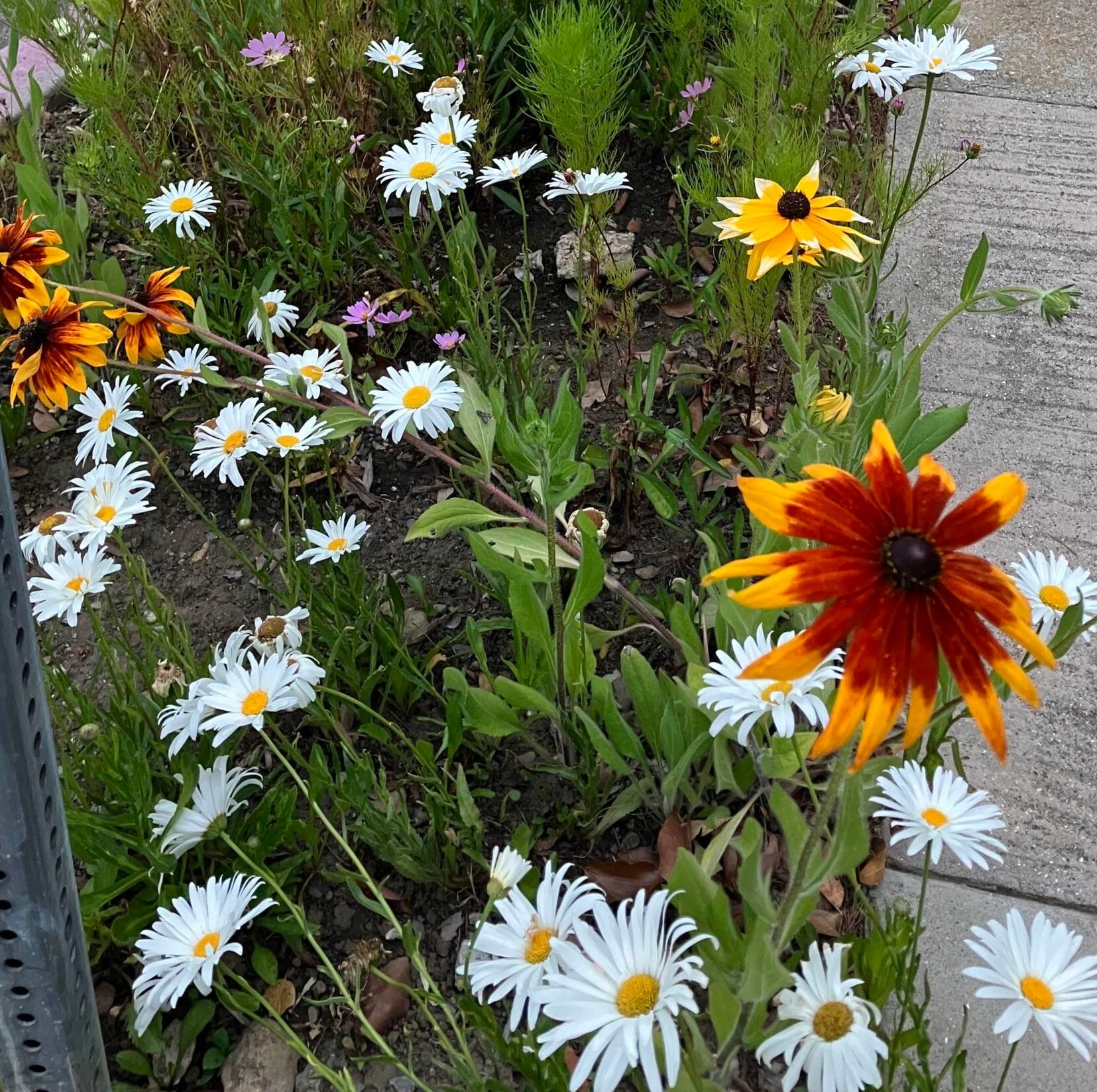 variety of wild flowers in bloom